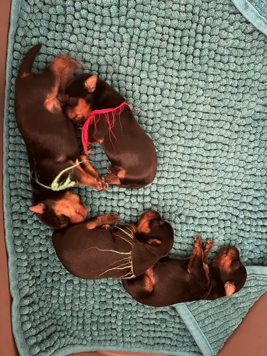 Chiot Yorkshire Terrier Du Domaine De Léna-lou