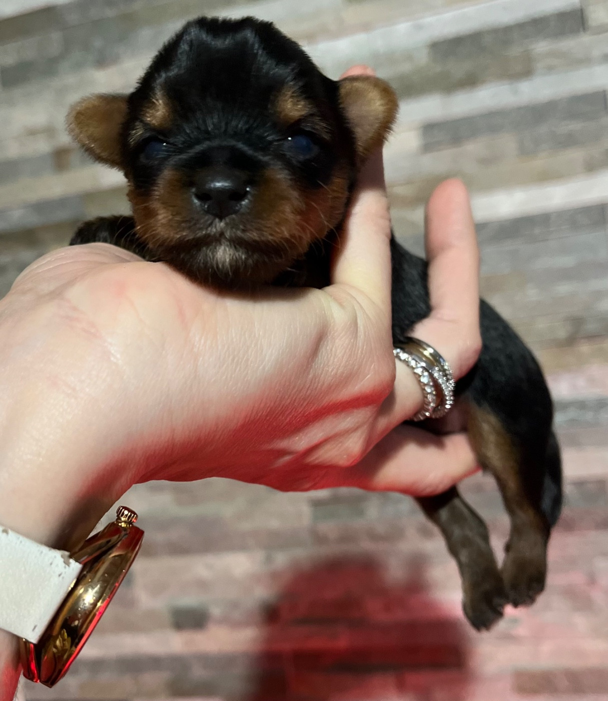 Du Domaine De Léna-lou - Chiots disponibles - Yorkshire Terrier