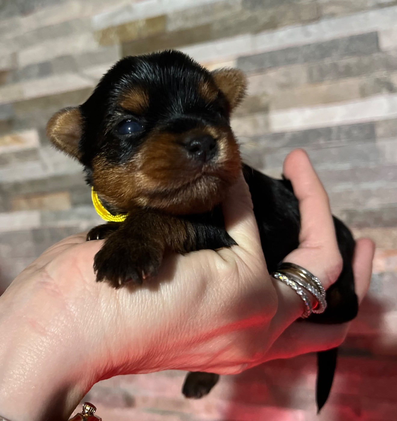 Du Domaine De Léna-lou - Chiots disponibles - Yorkshire Terrier