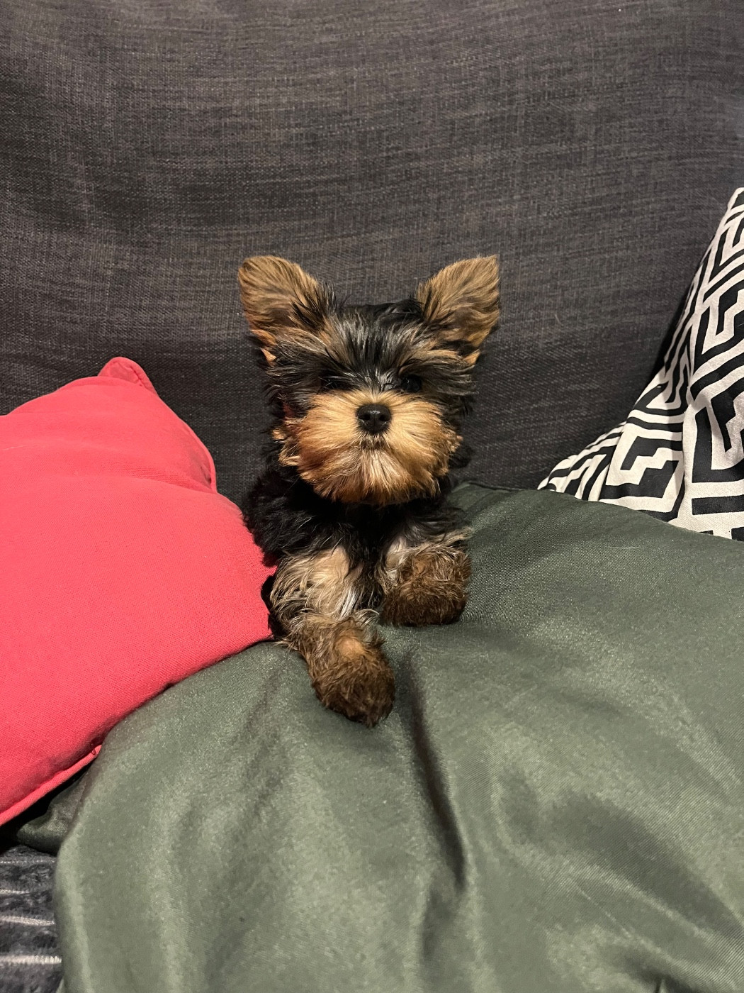 Du Domaine De Léna-lou - Chiots disponibles - Yorkshire Terrier