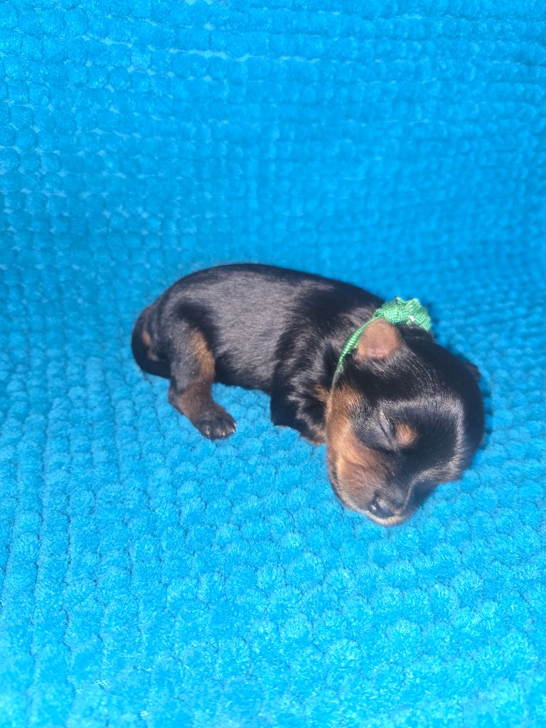 Du Domaine De Léna-lou - Chiots disponibles - Yorkshire Terrier