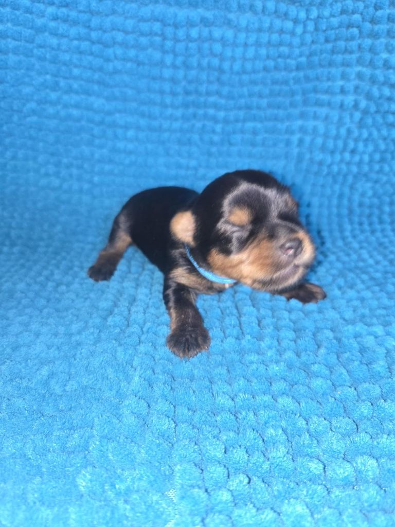 Du Domaine De Léna-lou - Chiots disponibles - Yorkshire Terrier