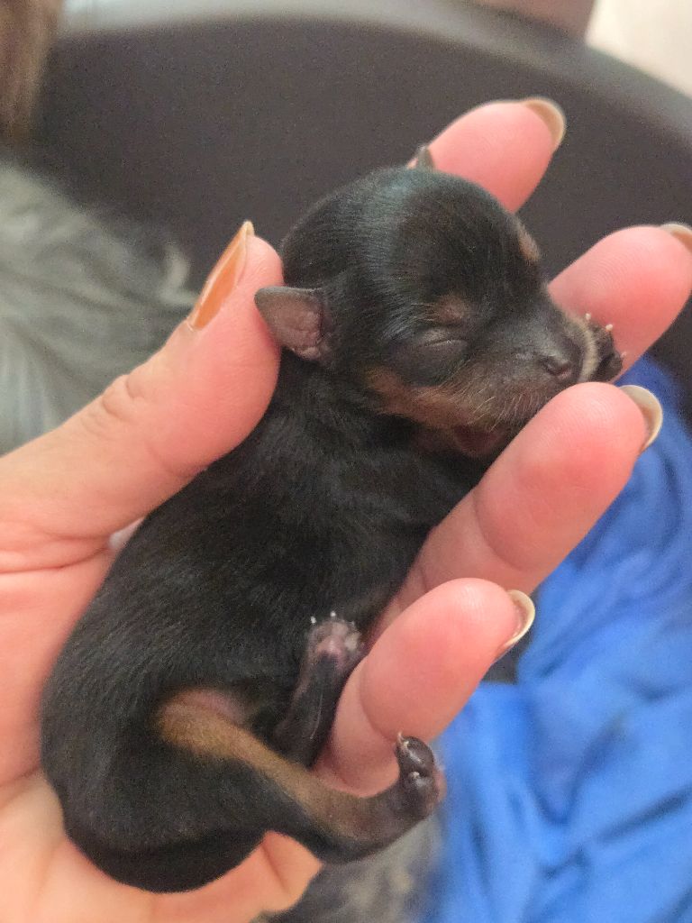 Du Domaine De Léna-lou - Chiots disponibles - Yorkshire Terrier